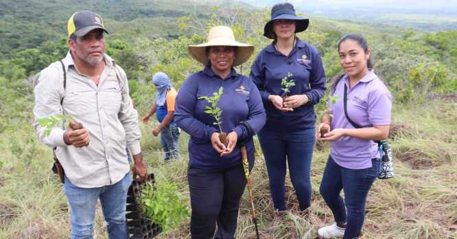 Cobre Panamá comprometido con la Reforestación